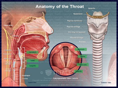 Deep Throat Erotic massage Porus